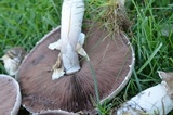 Agaricus arvensis image