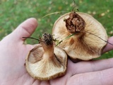 Paxillus cuprinus image