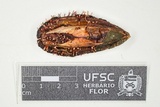 Tubercularia lateritia image