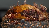 Tubercularia lateritia image