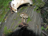 Arrhenia epichysium image