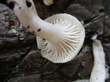 Cuphophyllus virgineus image