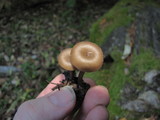 Arrhenia epichysium image