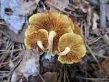 Gymnopilus penetrans image