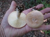 Lactarius chrysorrheus image