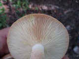 Lactarius chrysorrheus image