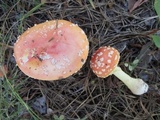 Amanita persicina image