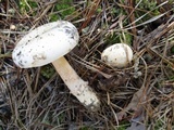 Amanita sect. Vaginatae image