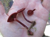 Cortinarius sanguineus image