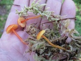Hygrocybe mucronella image