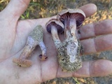 Laccaria trullisata image