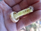 Rhodocollybia maculata var. scorzonerea image