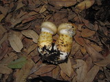 Cortinarius ponderosus image