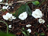 Stereopsis humphreyi image