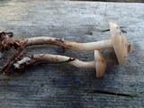 Hebeloma vesterholtii image