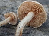Hebeloma vesterholtii image