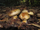 Cortinarius ponderosus image