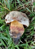 Caloboletus rubripes image