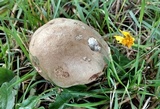 Caloboletus rubripes image