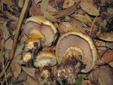 Cortinarius ponderosus image