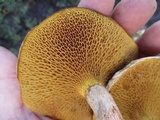 Suillus decipiens image
