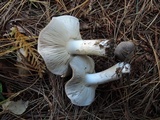 Tricholoma myomyces var. cystidiotum image
