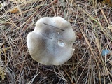 Tricholoma myomyces var. cystidiotum image