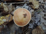 Rhodocollybia butyracea image