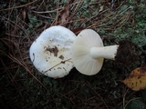 Russula albida image