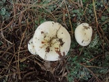 Russula albida image