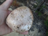 Tricholoma colossus image