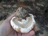 Tricholoma colossus image