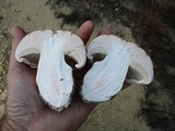 Tricholoma colossus image
