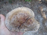 Tricholoma colossus image