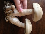 Macrocybe titans image