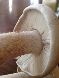Macrocybe titans image