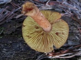 Tricholomopsis formosa image