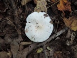 Tricholoma subresplendens image
