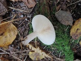Lactarius glyciosmus image