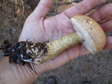 Tylopilus felleus image