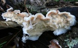 Merulius tremellosus image