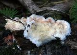 Merulius tremellosus image