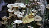 Pseudoarmillariella ectypoides image