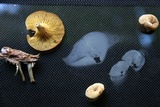 Pseudoarmillariella ectypoides image