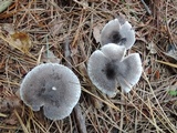 Tricholoma triste image