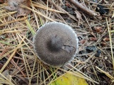 Tricholoma triste image
