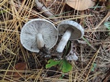 Tricholoma triste image