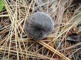 Tricholoma triste image