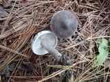 Tricholoma triste image