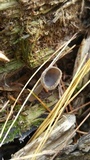 Helvella macropus image